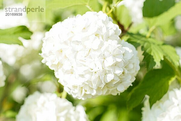 Viburnum (Guelder Rose) blüht weiß im Frühlingsgarten. Nahaufnahme. Unscharfer Hintergrund