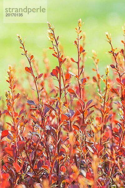 Roter Berberitzenzweig im botanischen Garten im Frühling