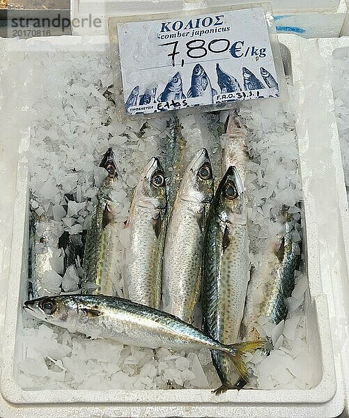 Frische Makrelen auf Eis mit Preisschild in einem Markt  Markthalle  Xanthi  Ostmakedonien und Thrakien  Griechenland  Europa