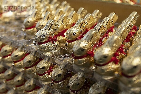 Goldhasen des Schokoladenherstellers Lindt in einem Supermarkt  Berlin  27.02.2024