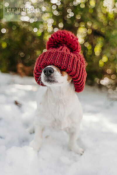 Niedlicher Hund mit roter Strickmütze auf Schnee