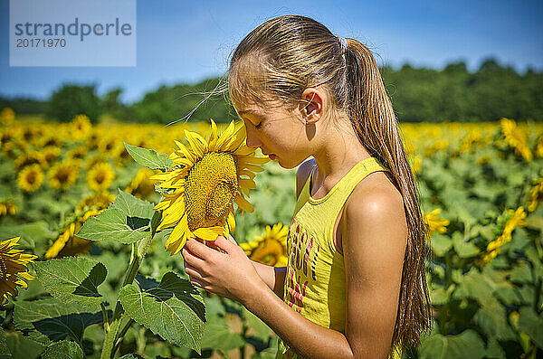 Mädchen riecht Sonnenblume im Feld