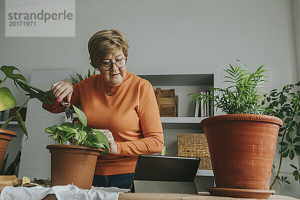 Ältere Frau schaut sich zu Hause ein Online-Garten-Tutorial auf einem Tablet-PC an