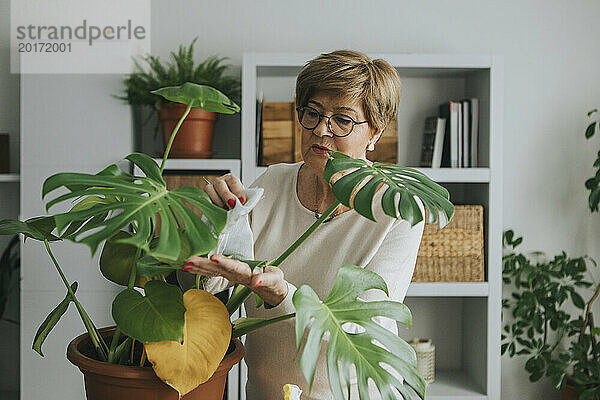 Ältere Frau kümmert sich zu Hause um die Monstera-Pflanze