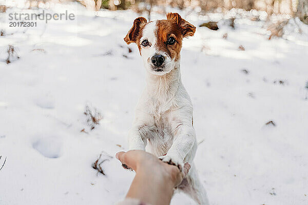 Hund legt im Schnee Pfoten auf die Hand seines Besitzers