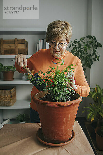 Ältere Frau untersucht Chamaedorea-Pflanze mit Schaufel zu Hause