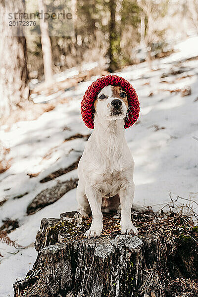 Niedlicher Hund mit Strickmütze sitzt im Winter auf einem Baumstumpf