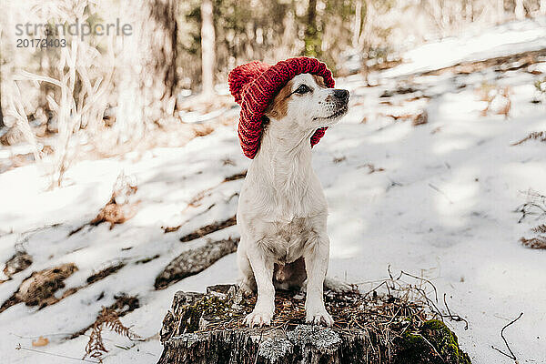 Niedlicher Hund mit Strickmütze sitzt im Winter auf einem Baumstumpf
