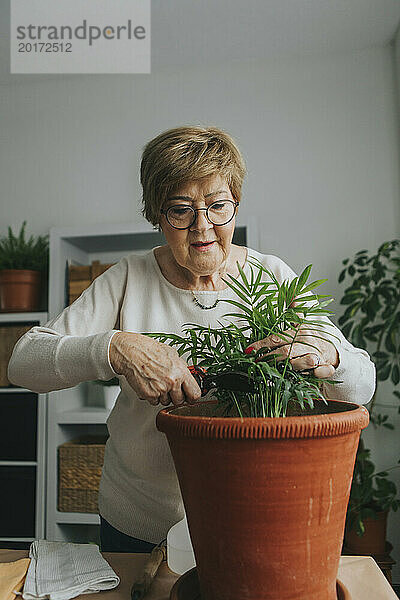 Ältere Frau schneidet Chamaedorea-Pflanze zu Hause mit einer Schere