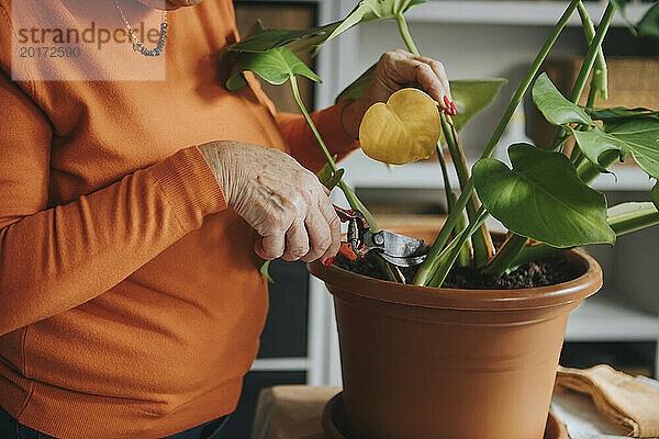 Frau schneidet zu Hause beschädigtes Blatt von Monstera-Pflanze