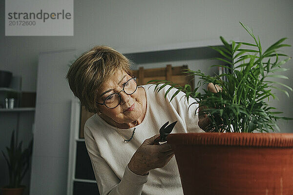 Ältere Frau schneidet zu Hause Pflanzenblätter
