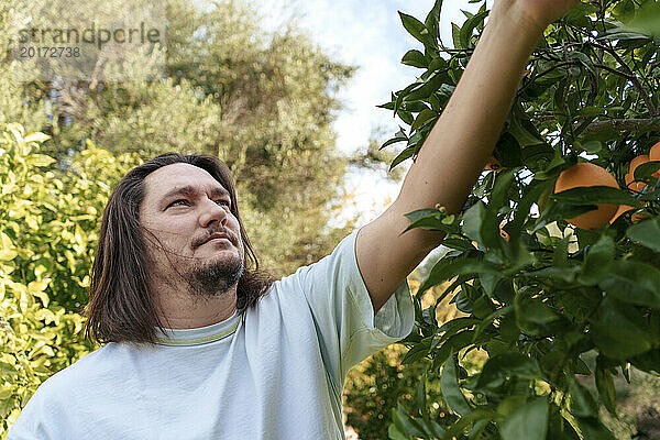 Mann pflückt an einem sonnigen Tag Orangen vom Baum