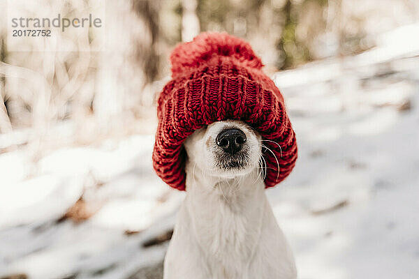 Niedlicher Hund  der im Winter sein Gesicht mit einer roten Strickmütze bedeckt