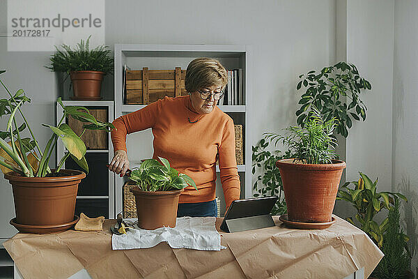 Ältere Frau schaut sich zu Hause Gartenanleitung über Tablet-PC an