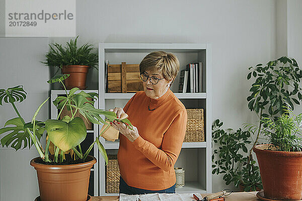 Ältere Frau untersucht Monstera-Pflanze zu Hause