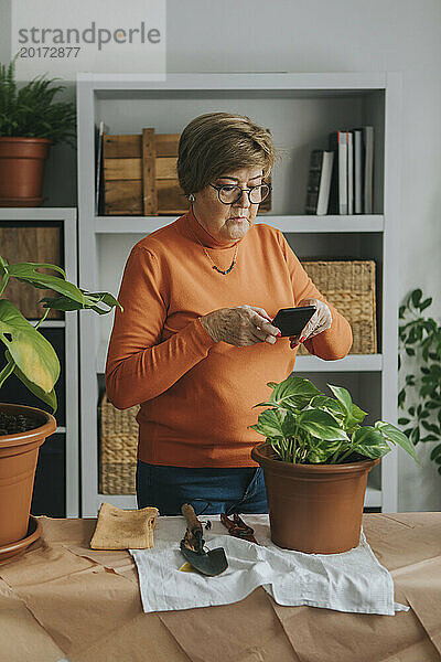 Ältere Frau klickt zu Hause per Smartphone auf Foto der Pothos-Pflanze