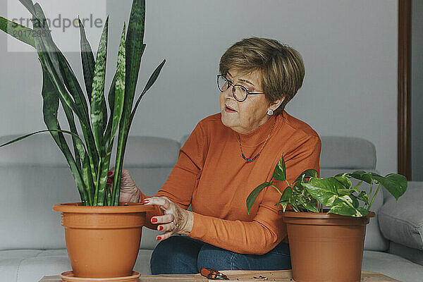 Ältere Frau kümmert sich zu Hause um die Schlangenpflanze