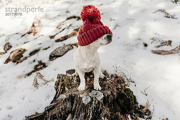 Hund trägt im Winter eine Strickmütze
