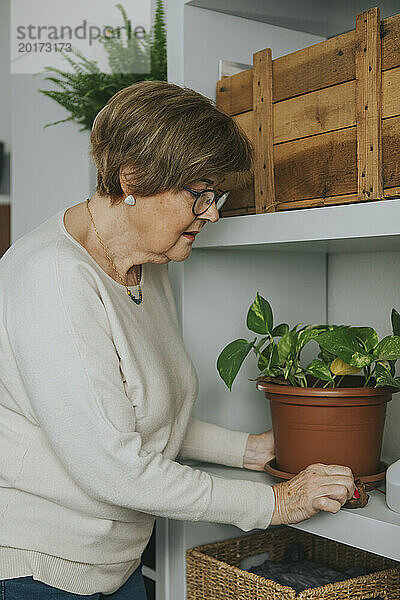 Ältere Frau hält Pothos-Pflanze zu Hause im Regal