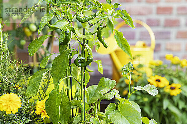 Grüne Chilischoten im Balkongarten angebaut