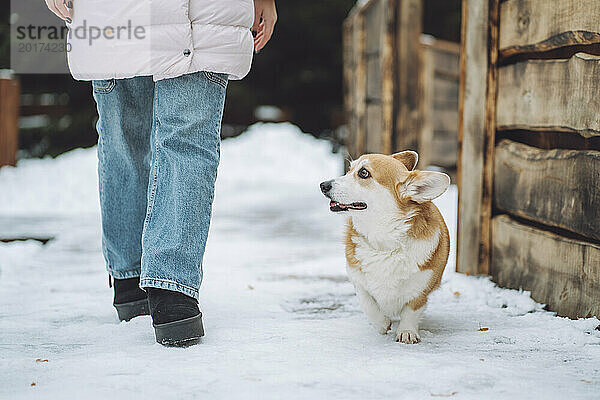 Corgi-Hund geht mit Besitzer im Schnee spazieren
