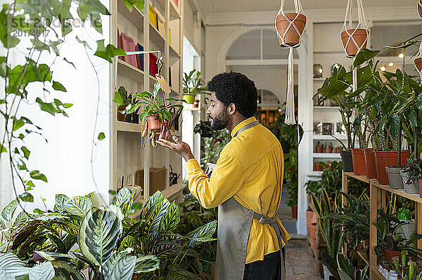 Junger Botaniker kümmert sich um Pflanzen im Laden
