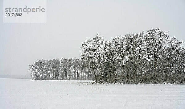 Niederlande  Limburg  Geleen  Windschutz auf schneebedecktem Feld