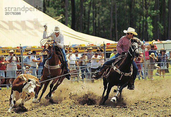 Australien. Queensland. Zwei Männer zu Pferd seilten sich beim Rodeo ab.