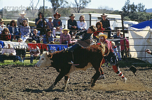 Australien. Queensland. Rodeo. Ochsenreitwettbewerb für junge Viehzüchter.