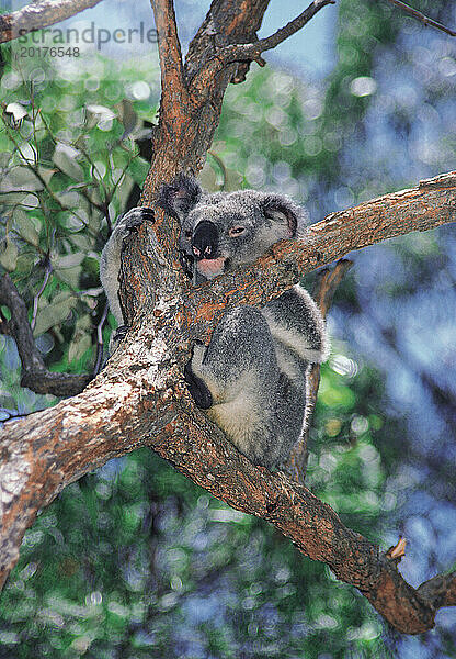 Australien. Erwachsener Koala sitzt auf einem Zweig eines Eukalyptusbaums. (Phascolarctos cinereus).