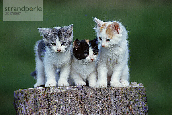Drei Kätzchen stehen draußen auf einem Baumstumpf.