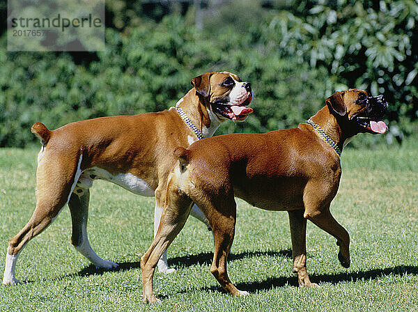 Zwei Boxerhunde im Freien auf einer Gartenwiese.