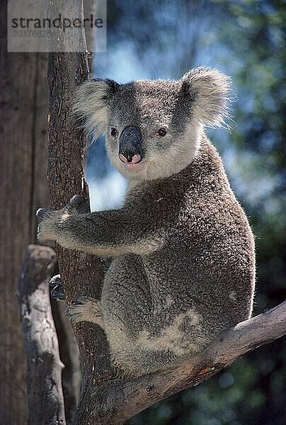 Australien. Tierwelt. Beuteltier. Erwachsener Koala im Eukalyptusbaum.