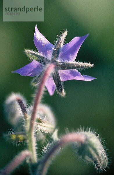 Nahaufnahme einer lila Blüte mit einem weichen  unscharfen grünen Hintergrund  der eine ruhige Stimmung vermittelt Borretsch Borago officinalis