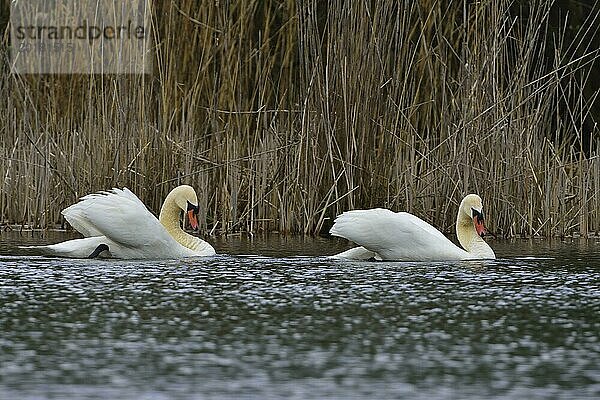 Mute swan in love on a lake. Höckerschwäne bei der Balz
