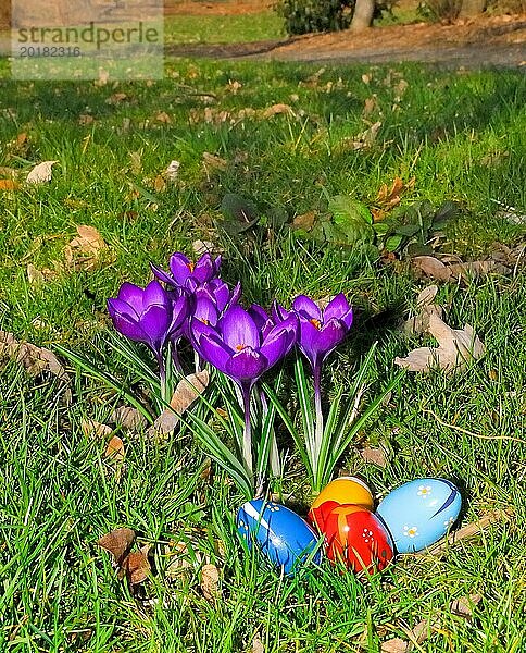 Krokusse mit Ostereiern auf einer Wiese. Crocuses on a lawn with Easter eggs