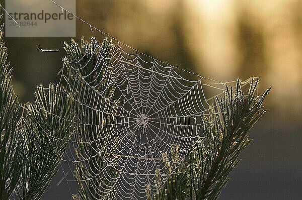 Spinnennetz im Gegenlicht. Spider web in backlight