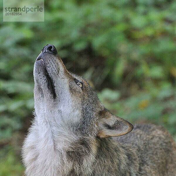 Europäischer Wolf. Tierfreigehege Neuschönau  Bayerischer Wald