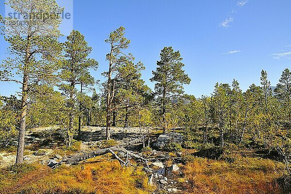 Rondane Nationalpark im Herbst. Norwegen Rondane National Park in the fall. (Norway)