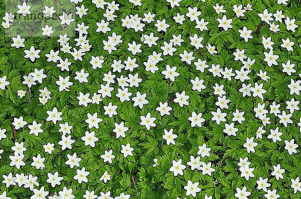 Wood anemone  anemone nemerosa in detail with flower and leaves