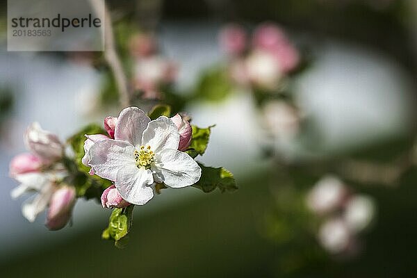 Apfelblüten  Nahaufnahme mit geringer Schärfentiefe