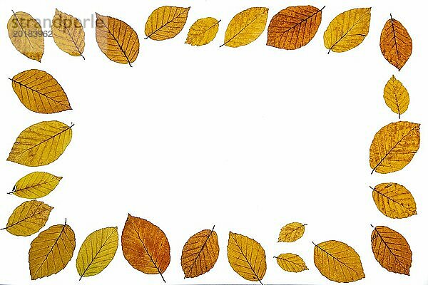 Buchenblätter (Fagus) mit Herbstfärbung und Textfreiraum