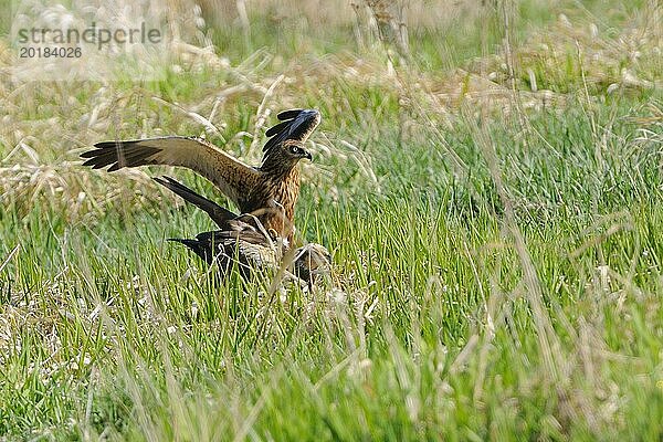 Western Marsh Harriers copulation. Rohrweihen bei der Paarung