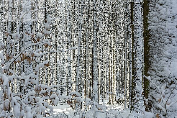 Verschneiter Winterwald in Südbayern  Deutschland  Europa