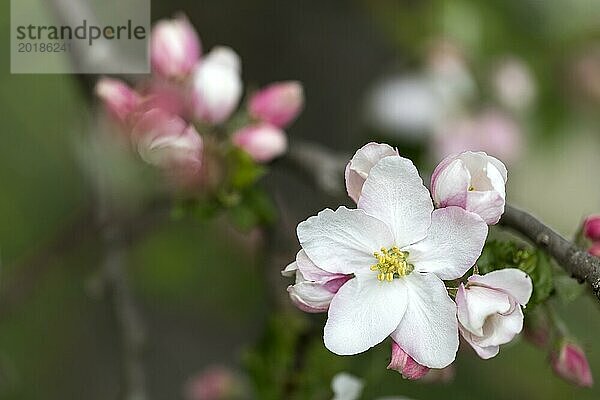 Apfelblüten  Nahaufnahme mit geringer Schärfentiefe