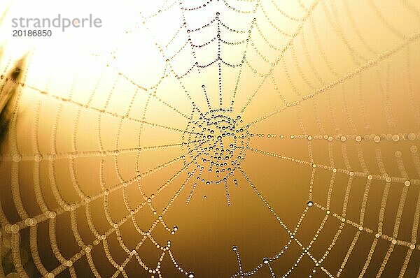 Spinnennetz im Gegenlicht. Spider web in backlight