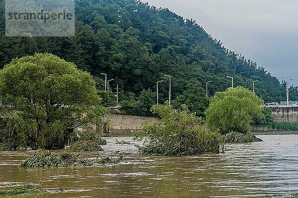 Vom Hochwasser überschwemmte Bäume in der Nähe von Flussufern in einer Naturlandschaft in Südkorea