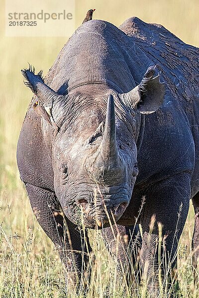 Vorderansicht eines Spitzmaulnashorn (Diceros bicornis) mit einem Vogel auf dem Rücken in der Grassavanne in Afrika  Maasai Mara  Kenia  Afrika