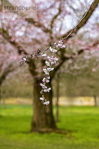 Kirschblütenzweig im Fokus mit blühendem Baum im Hintergrund in einem ruhigen Park  Prunus serrulata  japanische Kirsche