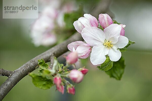 Apfelblüten  Nahaufnahme mit geringer Schärfentiefe